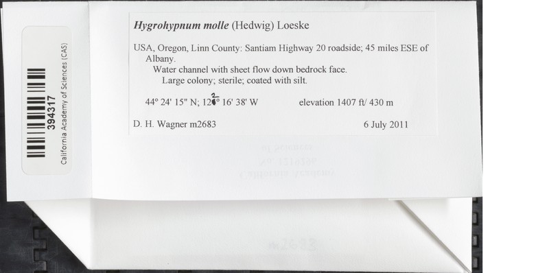 Hygrohypnum Moss photo 4