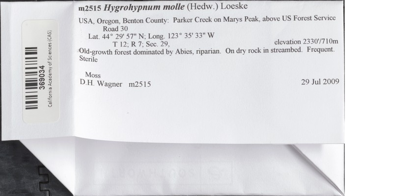Hygrohypnum Moss photo 7