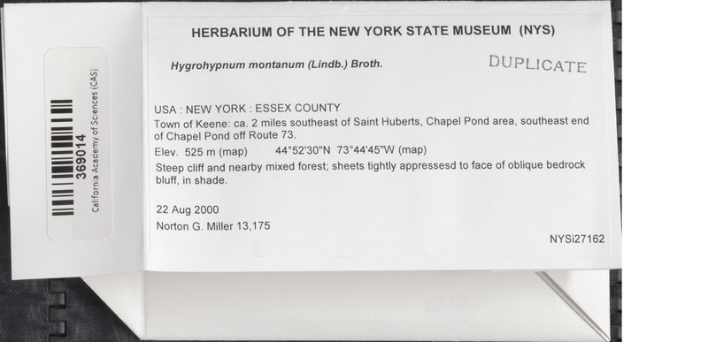 Montane Hygrohypnum Moss photo 2