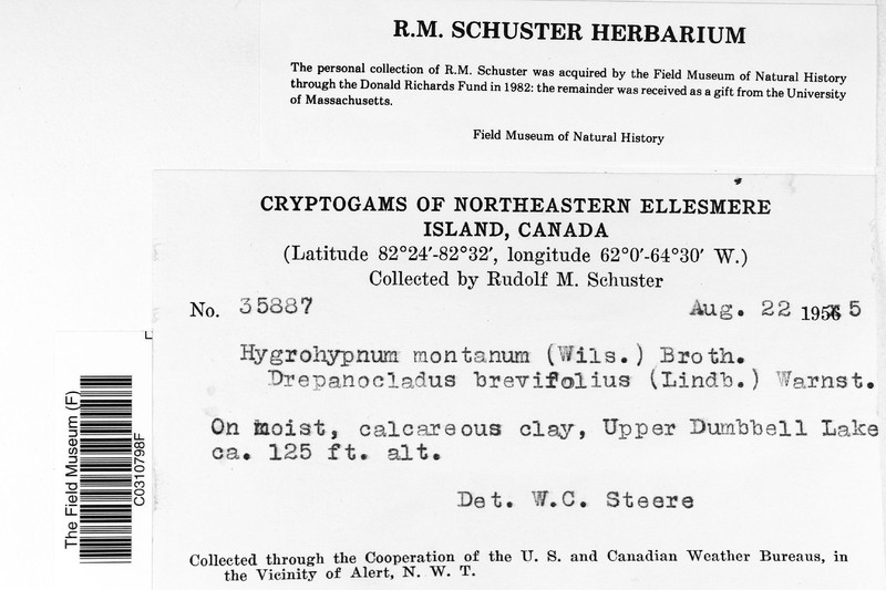 Montane Hygrohypnum Moss photo 3