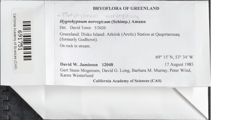 Norway Hygrohypnum Moss photo 2