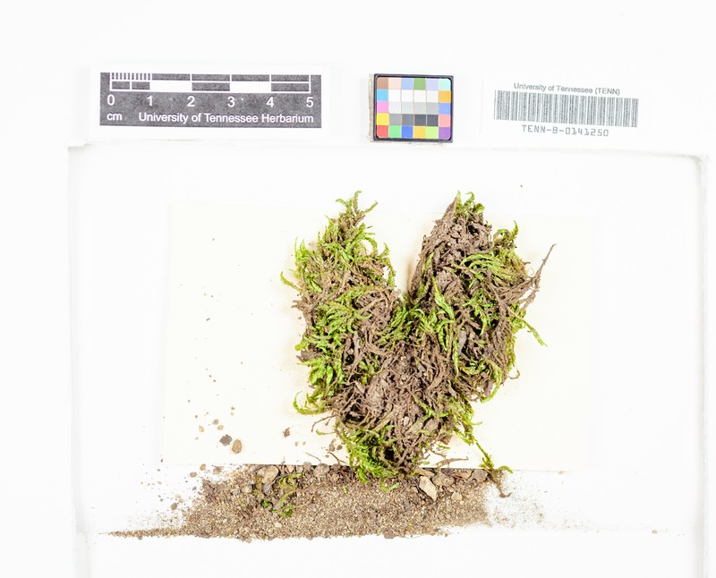 Hygrohypnum Moss photo 2