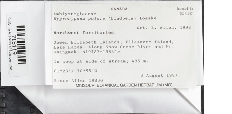 Northern Hygrohypnum Moss