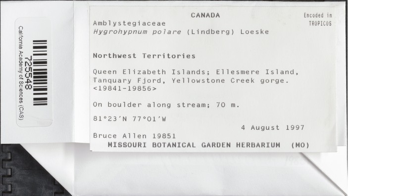 Northern Hygrohypnum Moss photo 2