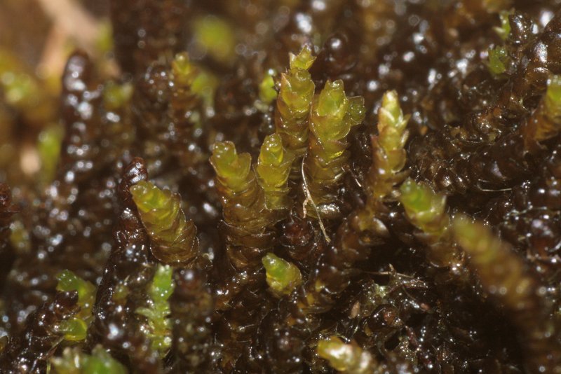 Smith's Hygrohypnum Moss