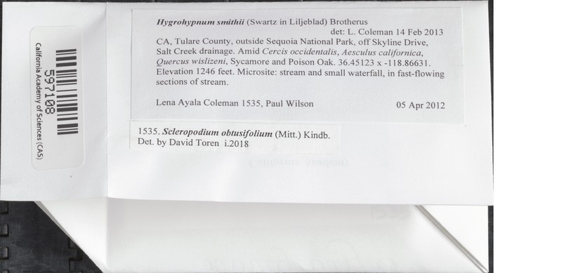 Smith's Hygrohypnum Moss photo 2