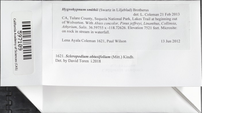 Smith's Hygrohypnum Moss photo 3