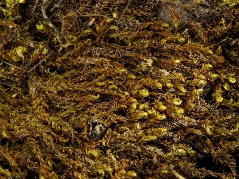 Hygrohypnum Moss photo 2