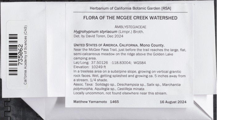 Hygrohypnum Moss photo 7