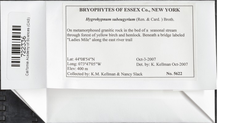 Hygrohypnum Moss