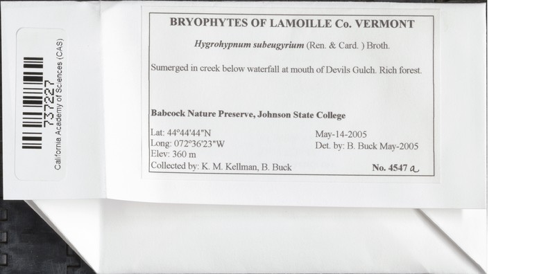 Hygrohypnum Moss photo 2
