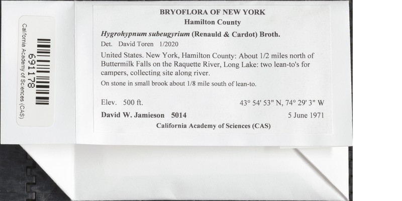 Hygrohypnum Moss photo 6