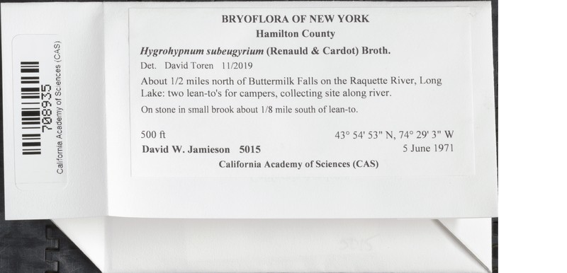 Hygrohypnum Moss photo 7