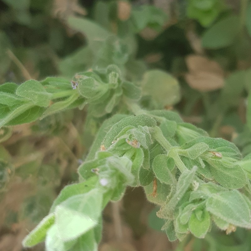 Hygrophila abyssinica