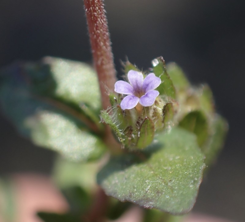 Hygrophila abyssinica photo 2