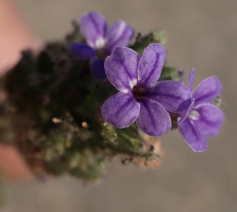 Hygrophila abyssinica photo 3