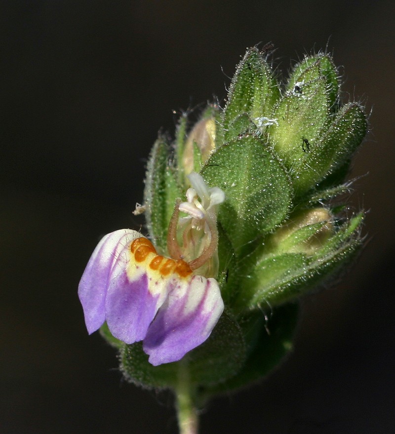 Hygrophila acinos
