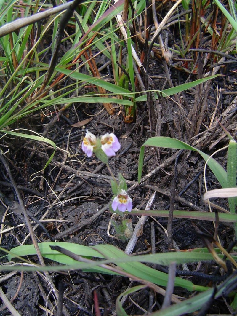 Hygrophila acinos photo 2