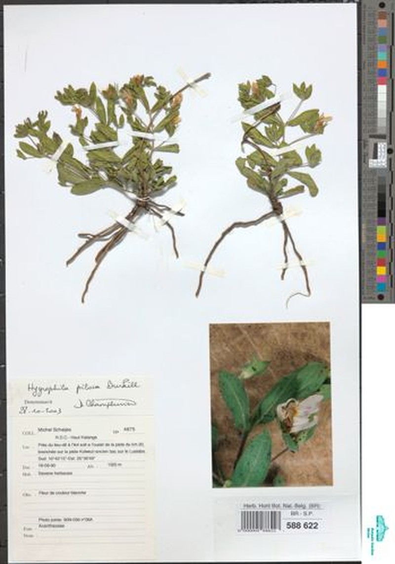 Hygrophila acinos photo 3