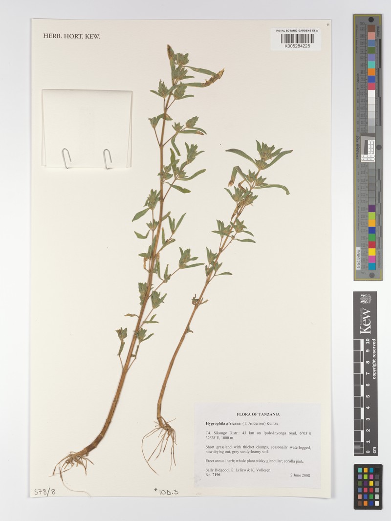 Hygrophila africana