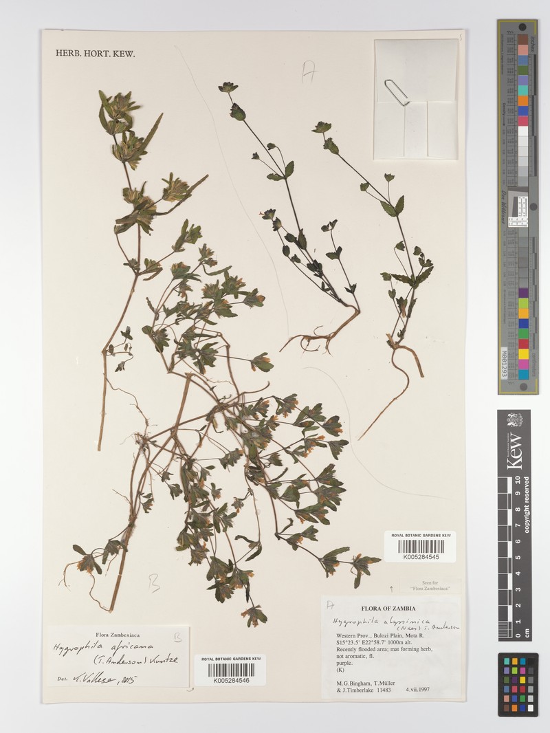 Hygrophila africana photo 2