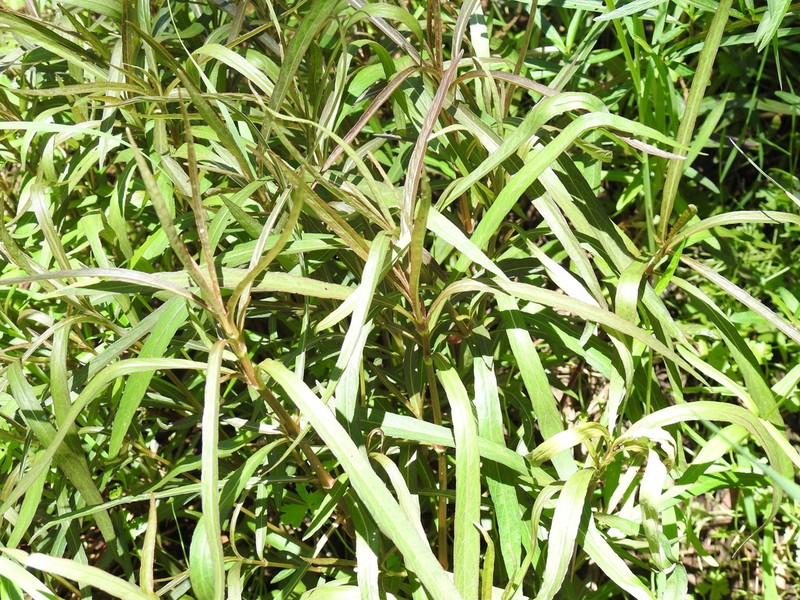 Hygrophila angustifolia