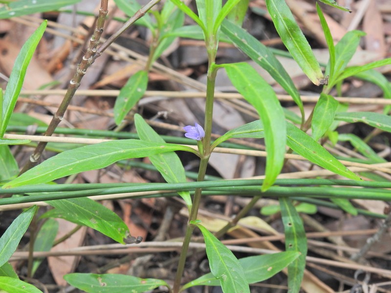 Hygrophila angustifolia photo 2