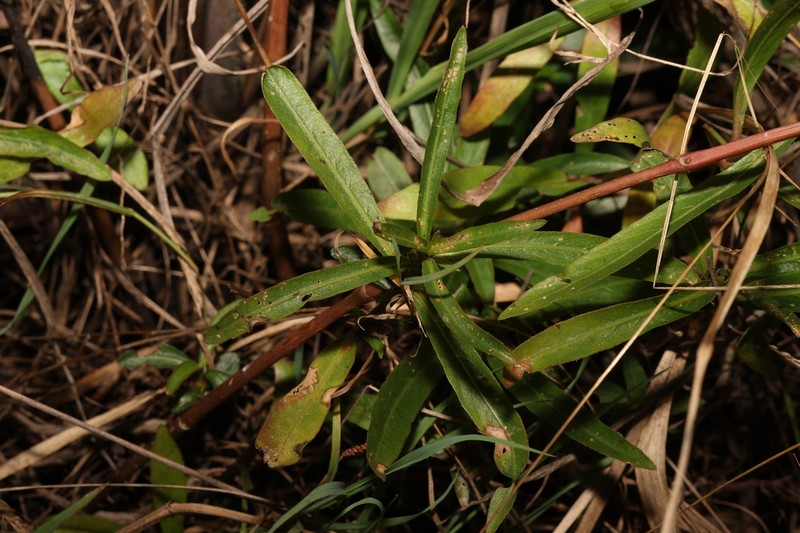 Hygrophila angustifolia photo 3