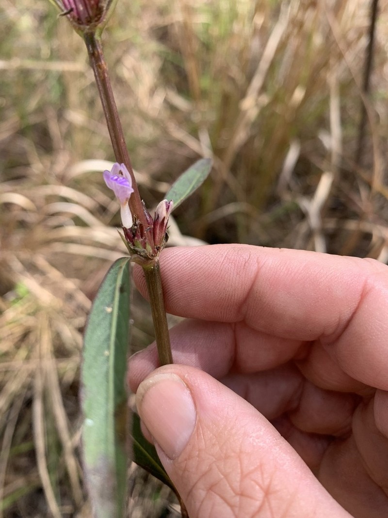 Hygrophila angustifolia photo 4