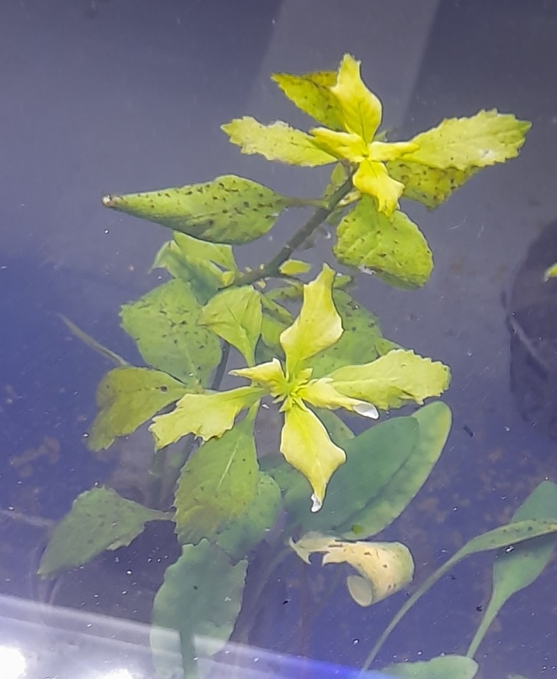 Hygrophila angustifolia photo 5