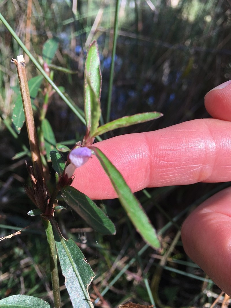 Hygrophila angustifolia photo 6