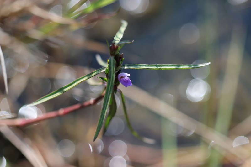 Hygrophila angustifolia photo 7