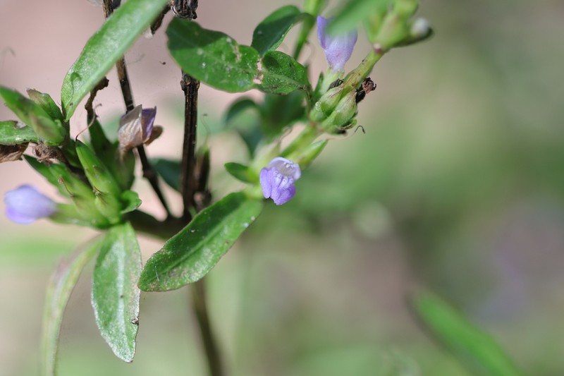 Hygrophila angustifolia photo 8