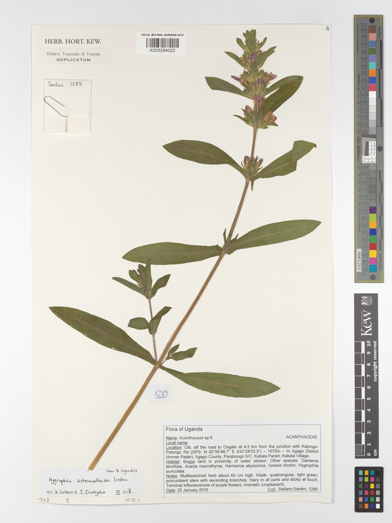 Hygrophila asteracanthoides