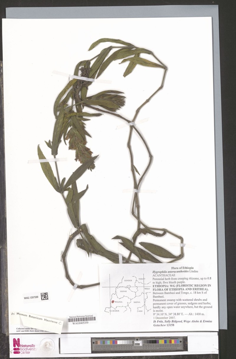 Hygrophila asteracanthoides photo 2