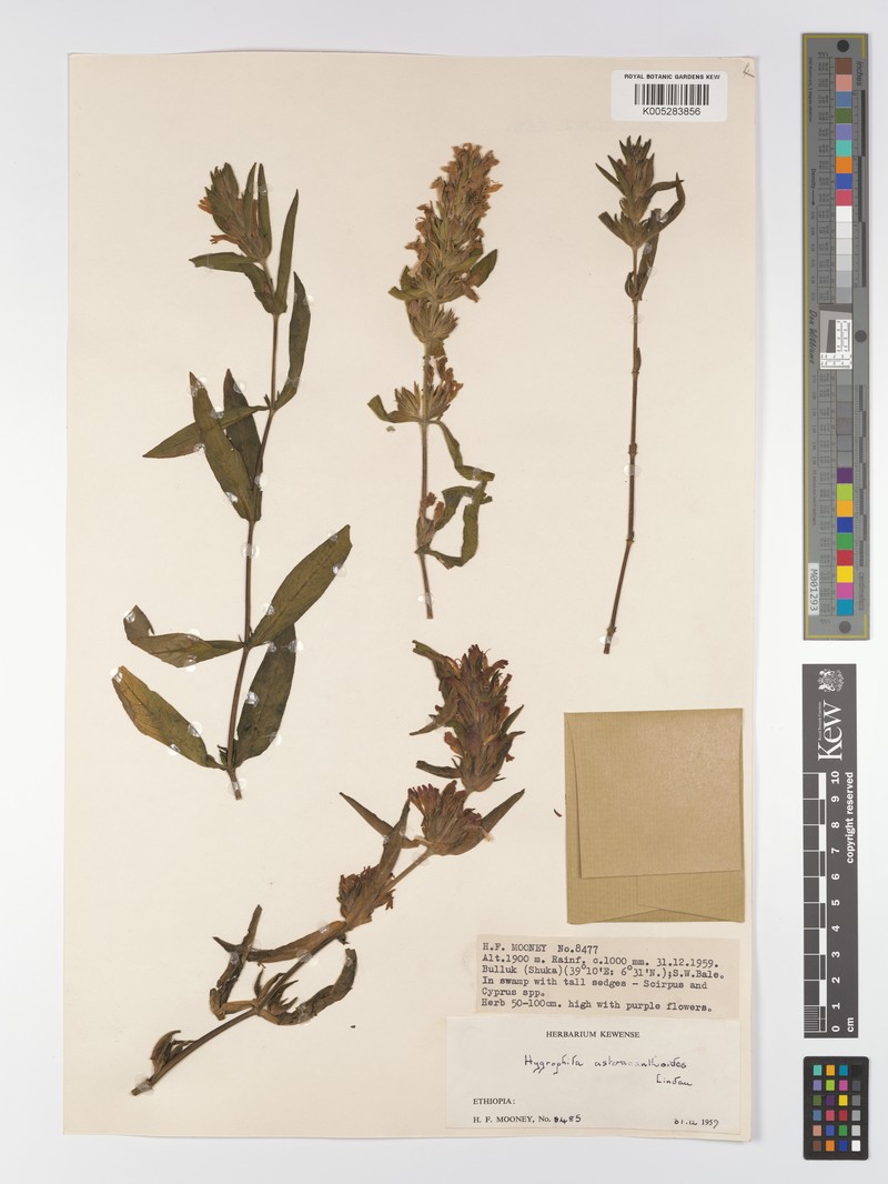 Hygrophila asteracanthoides photo 4