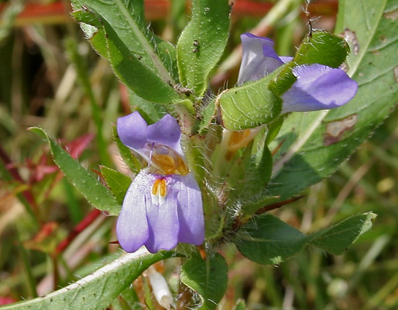 Hygrophila auriculata