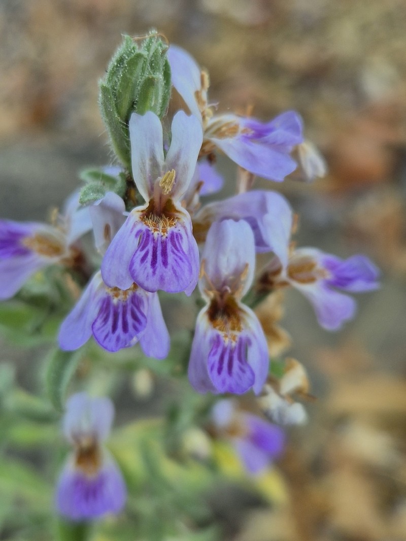 Hygrophila auriculata photo 2