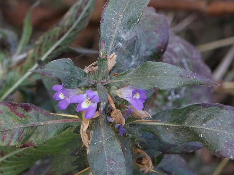 Hygrophila auriculata photo 3