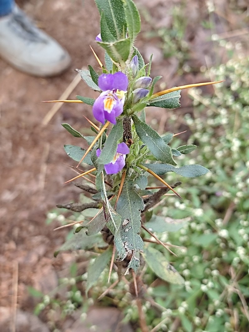 Hygrophila auriculata photo 4