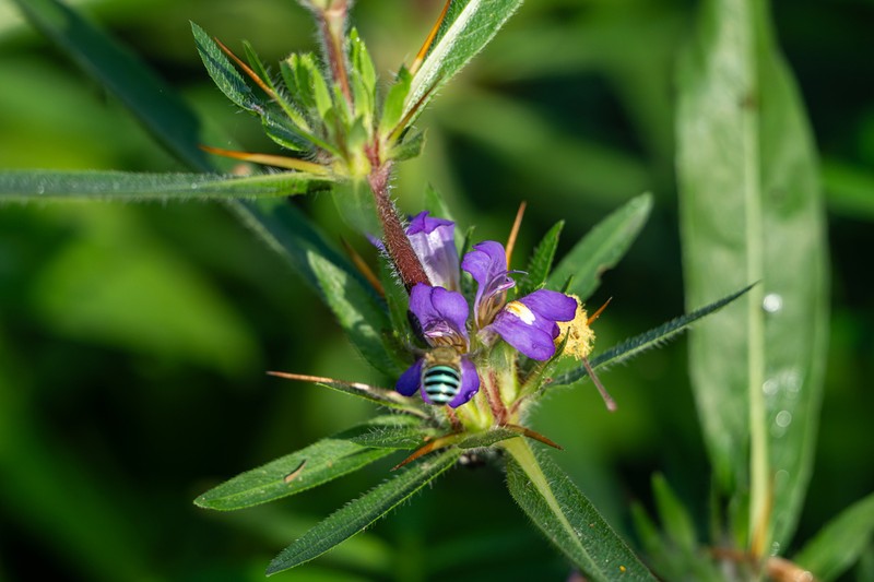Hygrophila auriculata photo 5