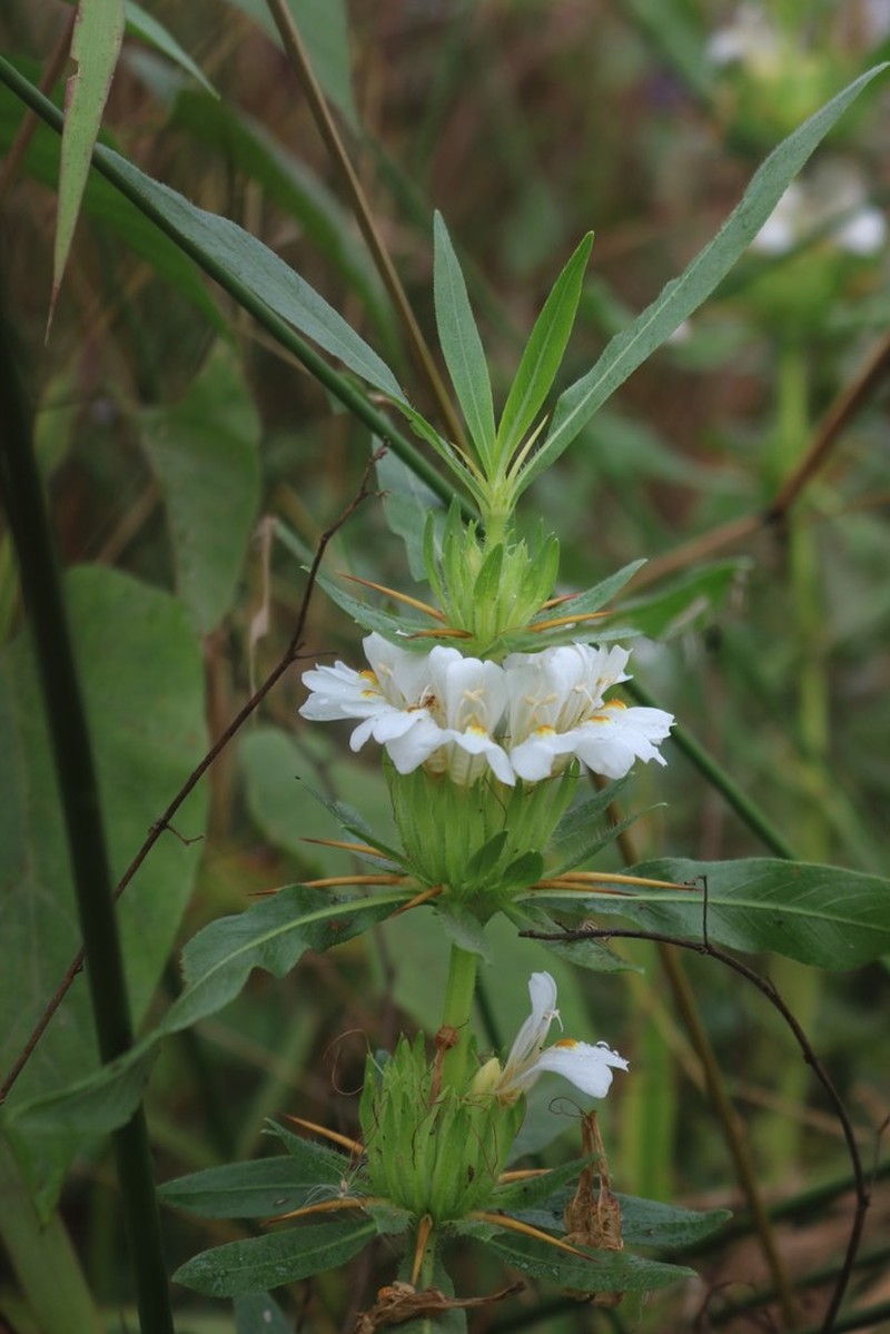 Hygrophila auriculata photo 6