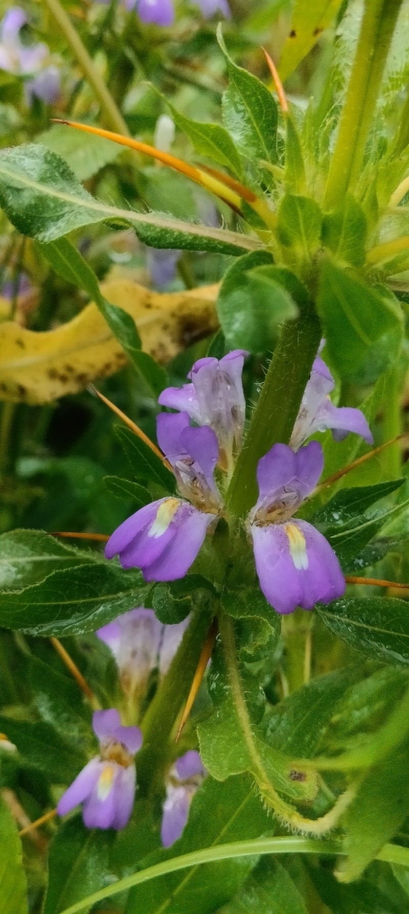 Hygrophila auriculata photo 7