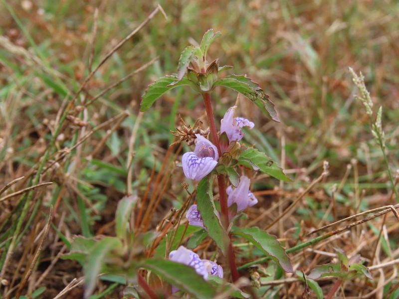 Hygrophila balsamica