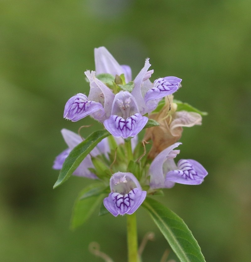 Hygrophila balsamica photo 2