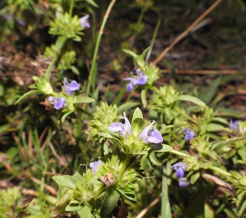 Hygrophila balsamica photo 3