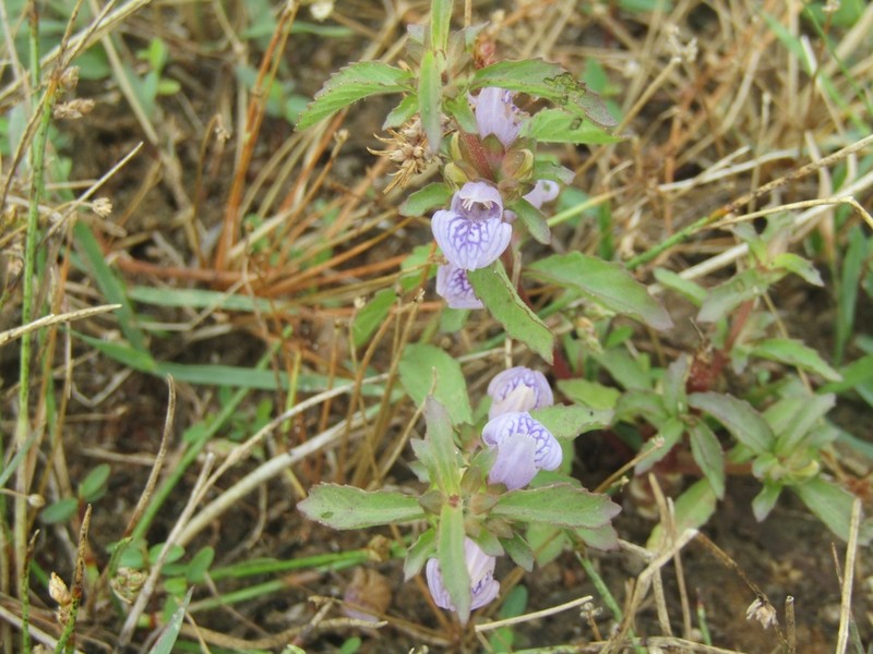 Hygrophila balsamica photo 4
