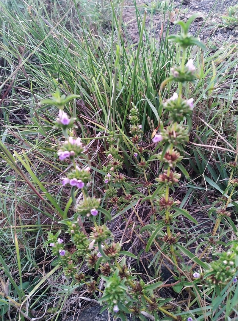 Hygrophila balsamica photo 5