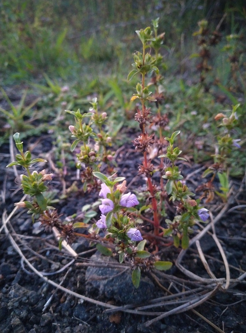 Hygrophila balsamica photo 6