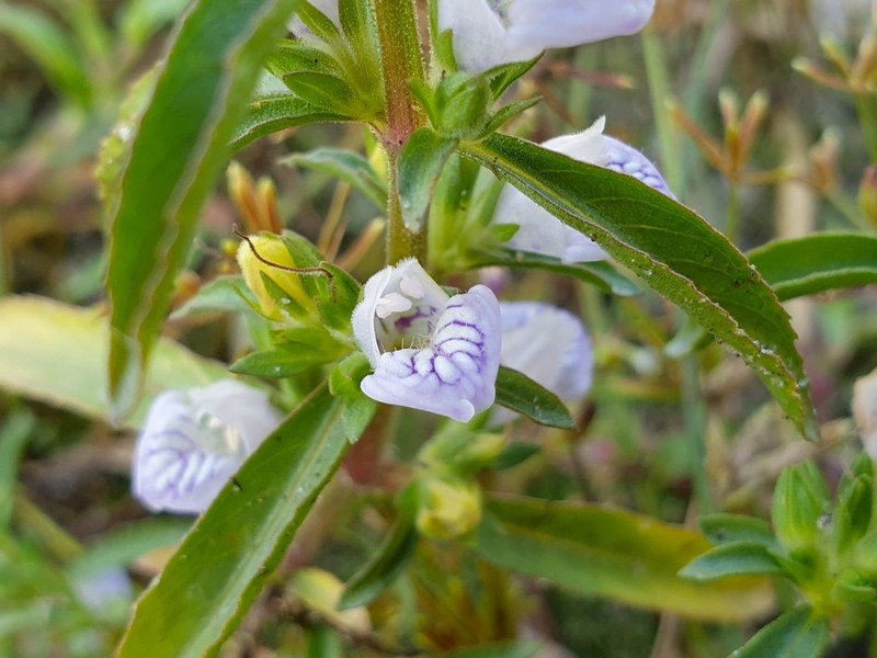 Hygrophila balsamica photo 7